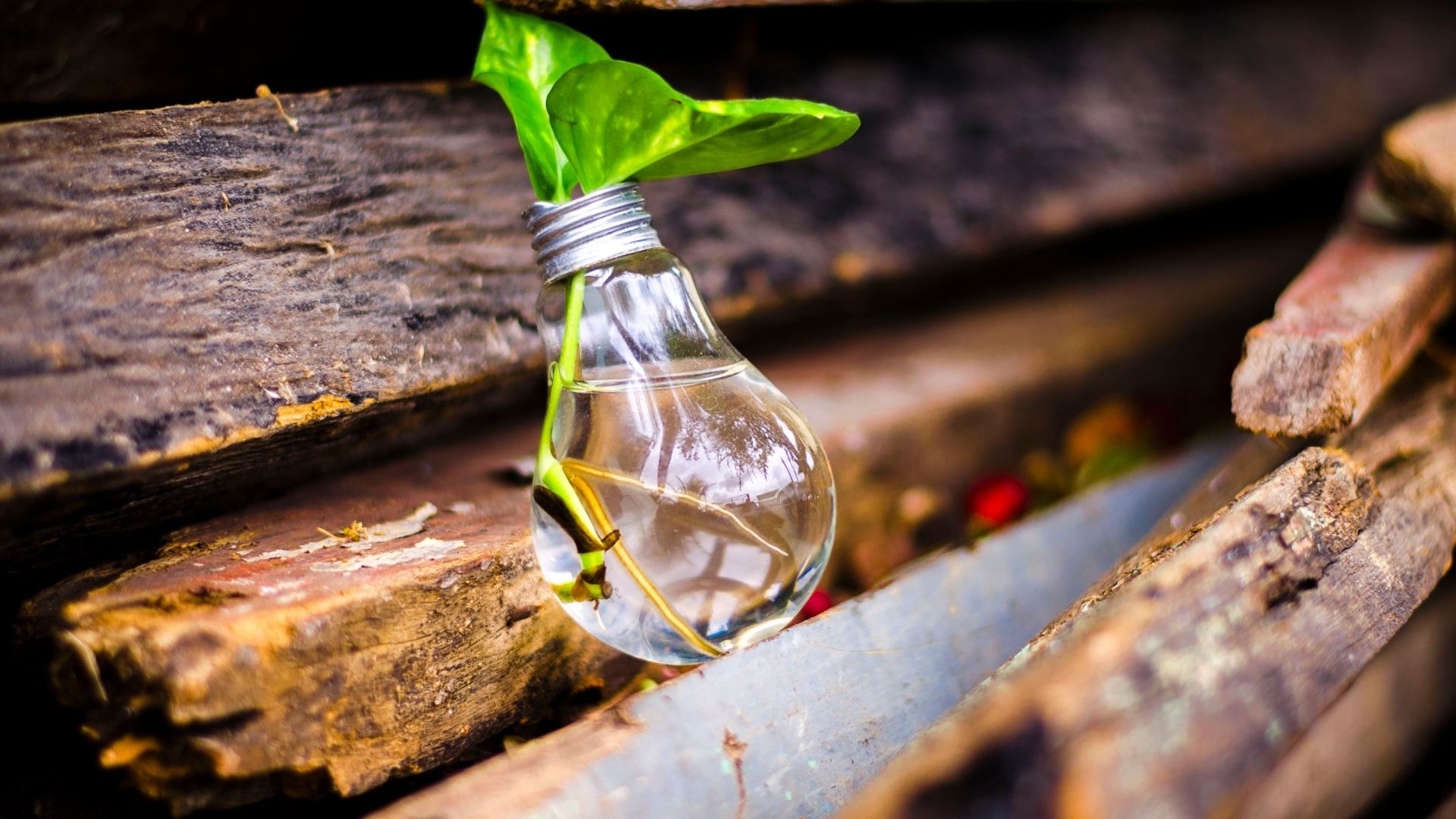 Ampoule Plante